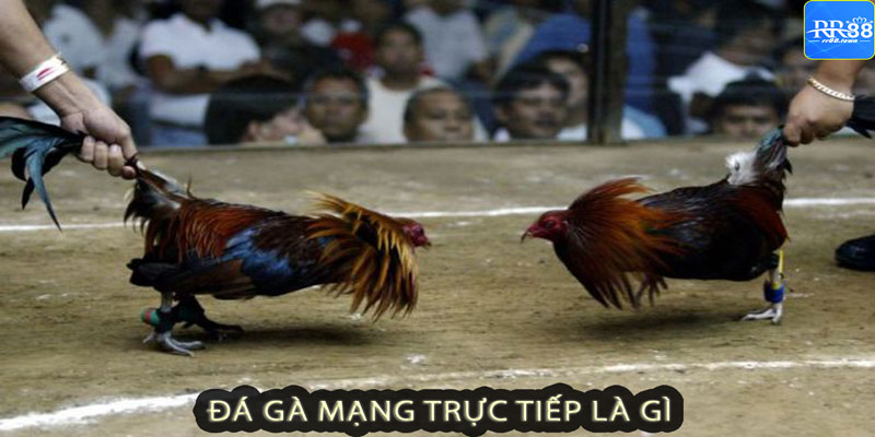 Đá gà mạng trực tiếp là gì