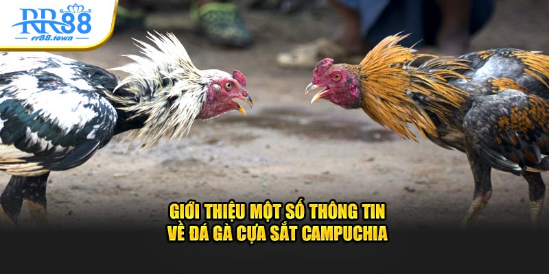 Giới thiệu một số thông tin về đá gà cựa sắt Campuchia