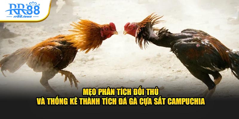 Mẹo phân tích đối thủ và thống kê thành tích đá gà cựa sắt Campuchia