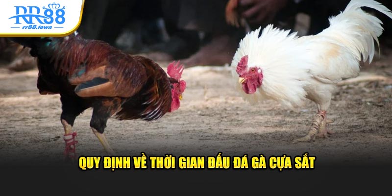 Quy định về thời gian đấu đá gà cựa sắt